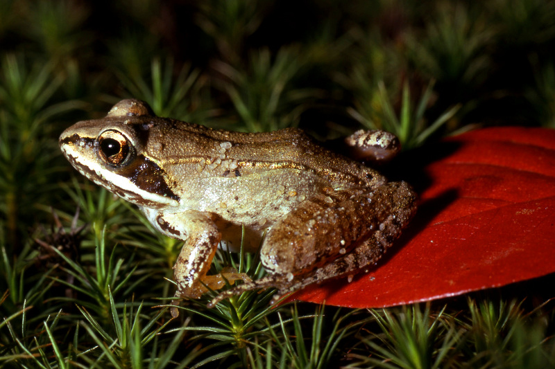 Wood frog (Lithobates sylvaticus). Wood frog (Lithobates sylvaticus). Credit: Jack Ray